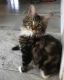 Maine Coon Cats for sale in TX-8 Beltway, Houston, TX, USA. price: NA