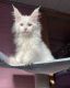 Maine Coon Cats for sale in Virginia Beach, VA, USA. price: $800