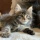 Maine Coon Cats for sale in California City, CA, USA. price: NA