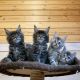 Maine Coon Cats for sale in California City, CA, USA. price: NA