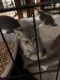 Maine Coon Cats for sale in Buffalo, NY, USA. price: $400