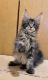 Maine Coon Cats for sale in Bayville, NJ 08721, USA. price: $3,000