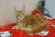 Maine Coon Cats for sale in Bayville, NJ 08721, USA. price: NA