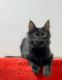 Maine Coon Cats for sale in Bayville, NJ 08721, USA. price: NA