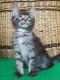 Maine Coon Cats for sale in Bayville, NJ 08721, USA. price: $3,000