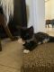 Maine Coon Cats for sale in Melbourne, FL, USA. price: $750