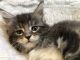 Maine Coon Cats for sale in Temecula, CA, USA. price: NA