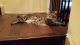 Maine Coon Cats for sale in The Woodlands, TX, USA. price: $1,600