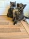 Maine Coon Cats for sale in East Point, GA 30344, USA. price: NA