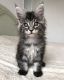 Maine Coon Cats for sale in Los Angeles, CA 90011, USA. price: NA