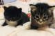 Maine Coon Cats for sale in Syracuse, NY, USA. price: $200