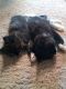 Maine Coon Cats for sale in Colorado Springs, CO, USA. price: $50