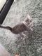 Maine Coon Cats for sale in El Paso, TX, USA. price: NA