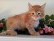 Maine Coon Cats for sale in Canton, GA, USA. price: $1,200