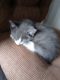 Maine Coon Cats for sale in Wilkinsburg, PA, USA. price: $400
