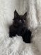Maine Coon Cats for sale in Syracuse, NY, USA. price: $1,700