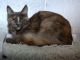 Maine Coon Cats for sale in Homer, NY, USA. price: NA