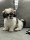 Mal-Shi Puppies for sale in Nyack, NY 10960, USA. price: $2,000