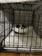 Mal-Shi Puppies for sale in Westerly, RI, USA. price: NA