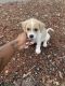 Mal-Shi Puppies for sale in Augusta, GA, USA. price: NA