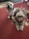 Mal-Shi Puppies for sale in Sacramento, CA, USA. price: $1,800