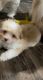 Mal-Shi Puppies for sale in East Palo Alto, CA, USA. price: NA