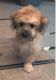 Mal-Shi Puppies for sale in Tucson, AZ, USA. price: NA