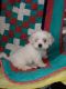 Mal-Shi Puppies for sale in Farmington, MO 63640, USA. price: NA