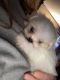 Mal-Shi Puppies for sale in Elbridge, NY 13060, USA. price: $900
