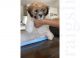 Mal-Shi Puppies for sale in San Antonio, TX 78232, USA. price: NA