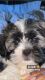 Mal-Shi Puppies for sale in Brooklyn, NY, USA. price: $1,700
