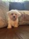 Mal-Shi Puppies for sale in Hackettstown, NJ 07840, USA. price: $1,100