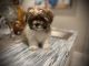 Mal-Shi Puppies for sale in Fairfield, CA 94533, USA. price: NA
