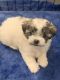 Mal-Shi Puppies for sale in NO BRENTWOOD, MD 20722, USA. price: NA