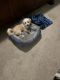 Mal-Shi Puppies for sale in Grapevine, TX, USA. price: NA