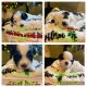 Mal-Shi Puppies for sale in Oregon City, OR 97045, USA. price: NA
