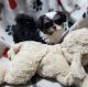 Mal-Shi Puppies for sale in Maryville, TN, USA. price: NA
