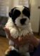 Mal-Shi Puppies for sale in York, PA 17402, USA. price: NA