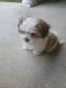 Mal-Shi Puppies for sale in Lancaster, PA, USA. price: NA