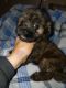 Mal-Shi Puppies for sale in La Vergne, TN, USA. price: $750