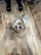 Mal-Shi Puppies for sale in Lakeville, NY 14480, USA. price: NA