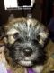 Mal-Shi Puppies for sale in Oakland Park, FL 33311, USA. price: NA