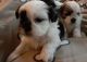 Mal-Shi Puppies for sale in Raleigh, NC, USA. price: $1,450