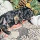 Mal-Shi Puppies for sale in Queen City, TX 75572, USA. price: NA