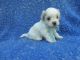 Mal-Shi Puppies for sale in Hacienda Heights, CA, USA. price: $999