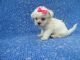 Mal-Shi Puppies for sale in Hacienda Heights, CA, USA. price: $999