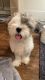 Mal-Shi Puppies for sale in Fallbrook, CA 92028, USA. price: $750