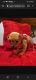 Mal-Shi Puppies for sale in Seattle, WA, USA. price: NA