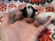 Mal-Shi Puppies for sale in Mitchell, GA 30820, USA. price: NA