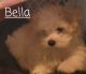 Mal-Shi Puppies for sale in Manchester, CT 06040, USA. price: NA